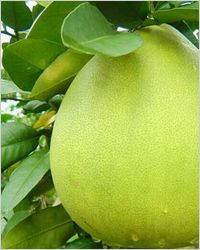 Pomelo - citrusový gigant