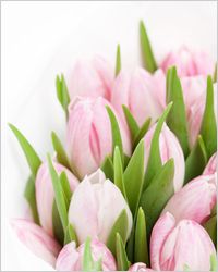 Tulipány - Поздравления и тосты на 8 Марта