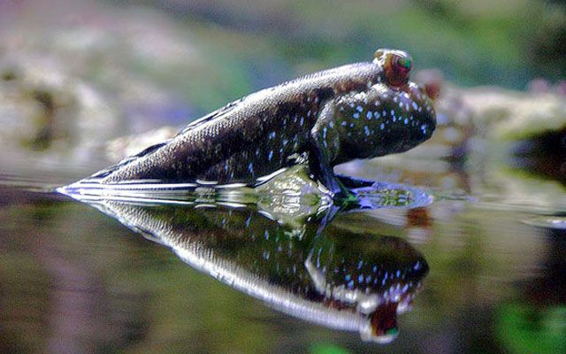 Peixes raros com comportamento marcante e aparência incomum