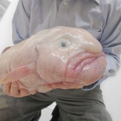 Gota de peixe признана самым уродливым животным в мире