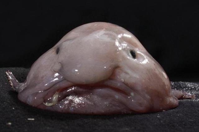 O peixe da gota é reconhecido como o animal mais feio do mundo