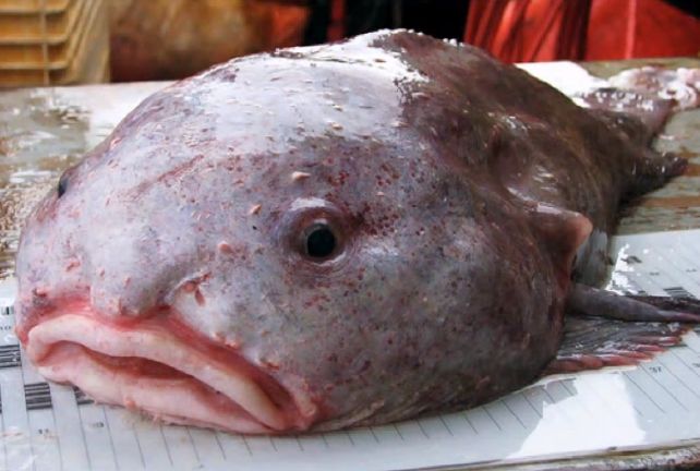 Dråpefisken er anerkjent som det grimmeste dyret i verden