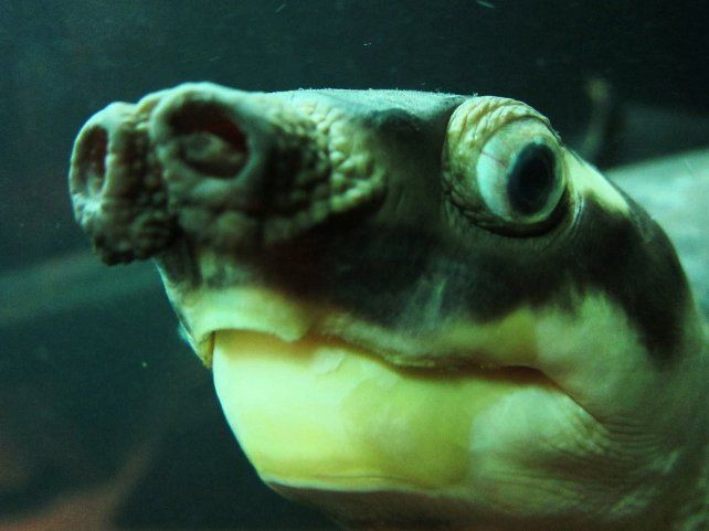 O peixe da gota é reconhecido como o animal mais feio do mundo
