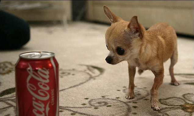 Nejmenší pes na světě