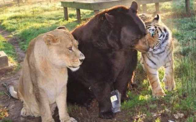 Die ungewöhnlichste Freundschaft im Tierreich