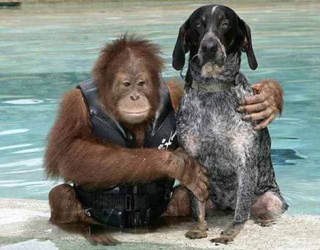 Die ungewöhnlichste Freundschaft im Tierreich