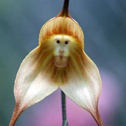 Najbardziej необычная орхидея с обезьяньей мордочкой