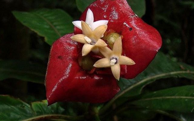 Die ungewöhnlichste Orchidee mit einer Affenmündung