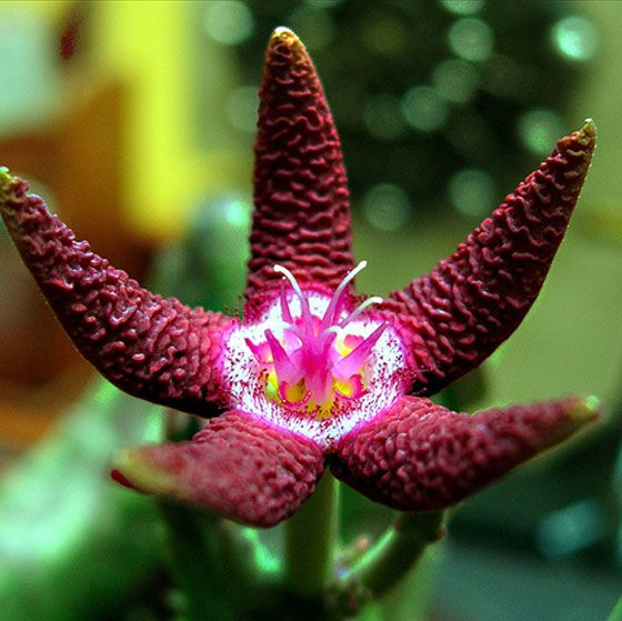 Nejvíce neobvyklá orchidej s opičí tlama