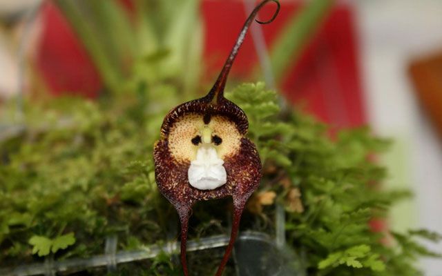 A orquídea mais incomum com um focinho de macaco