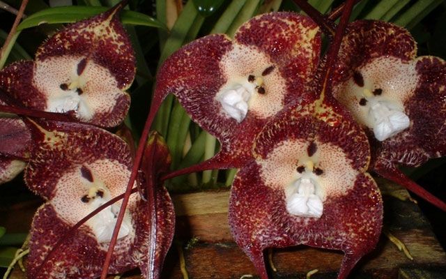 Den mest uvanlige orkideen med en ape nesen
