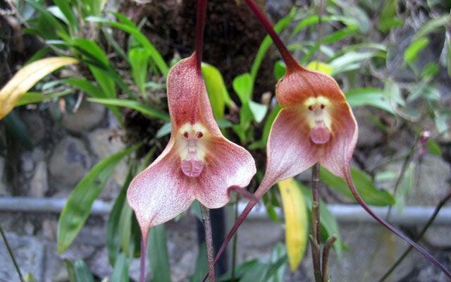 A orquídea mais incomum com um focinho de macaco