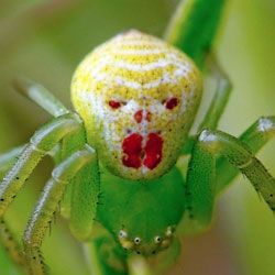 Mais необычные особенности пауков