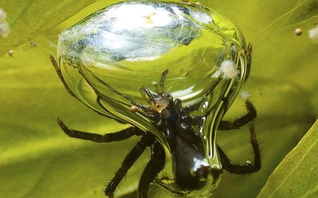De mest uvanlige egenskapene til edderkopper