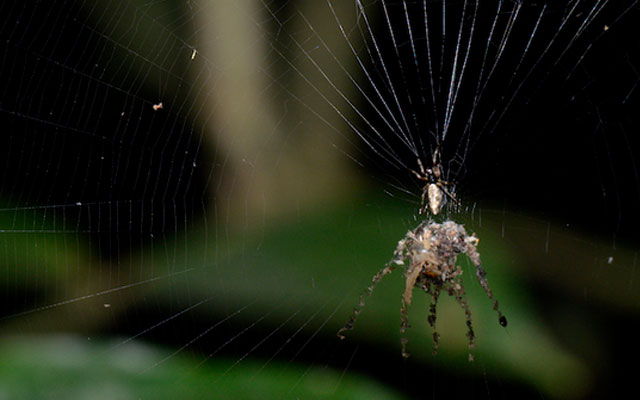 Die ungewöhnlichsten Merkmale von Spinnen