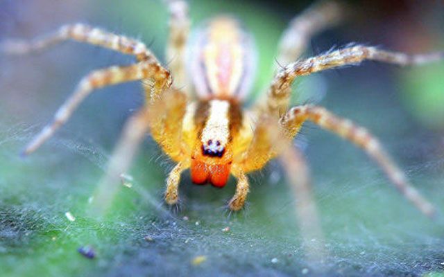 Die ungewöhnlichsten Merkmale von Spinnen