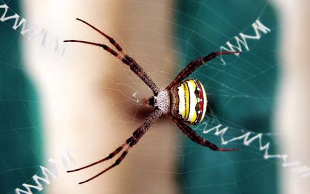 De mest uvanlige egenskapene til edderkopper