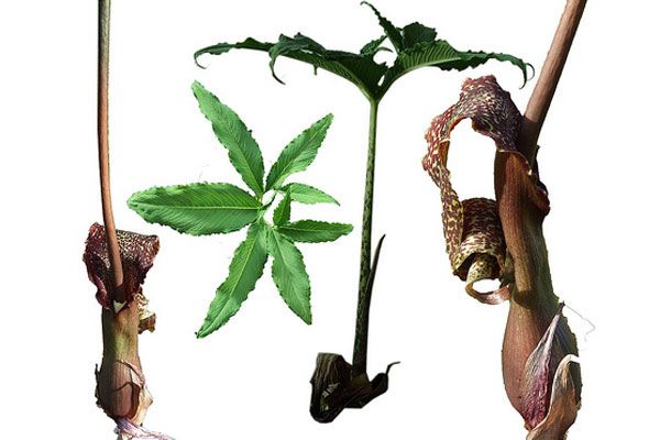 De mest merkelige og forferdelige plantene
