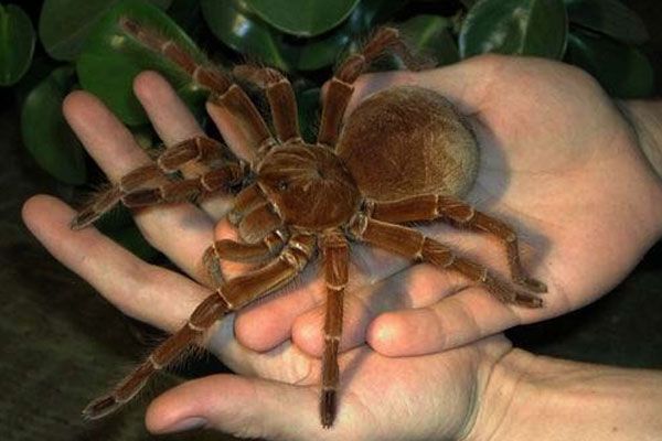 Die erstaunlichsten Spinnen auf dem Planeten