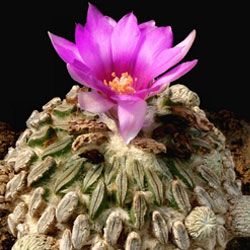 Cactusurile cele mai unice din lume (fotografii și nume)