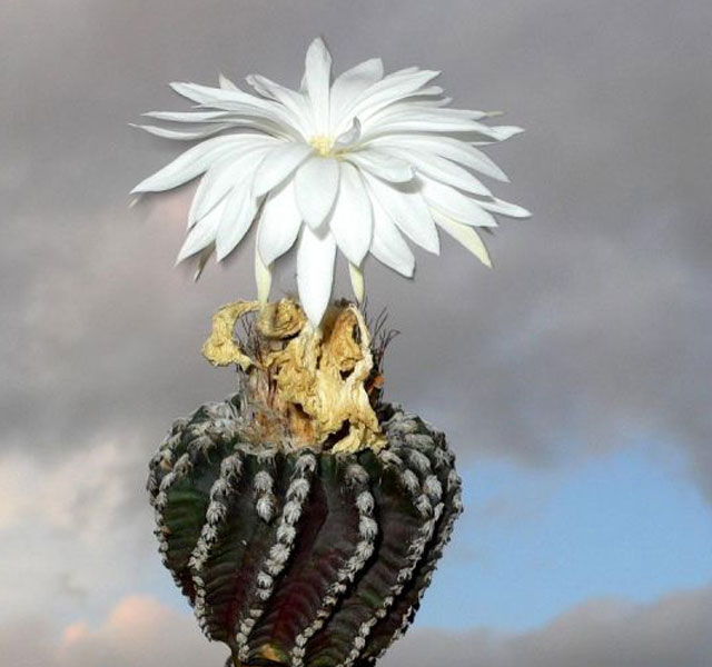 Nejvíce jedinečné kaktusy na světě (fotky a jména)