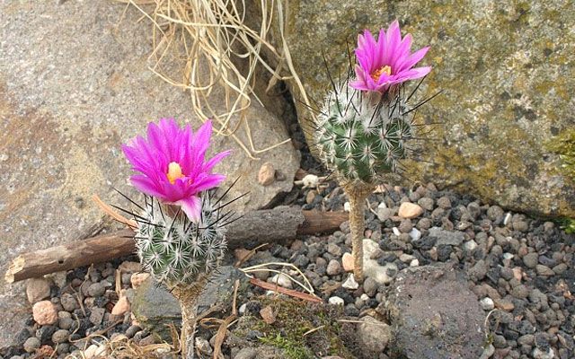 Najbardziej wyjątkowe kaktusy na świecie (zdjęcia i nazwy)