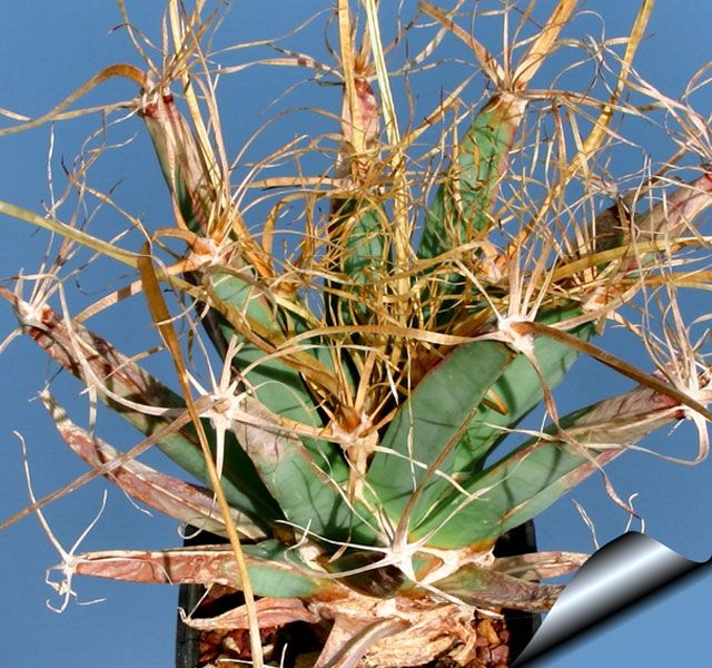 Nejvíce jedinečné kaktusy na světě (fotky a jména)