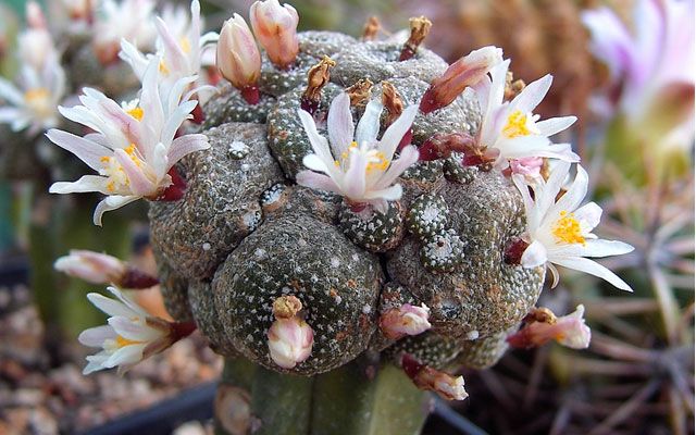 Najbardziej wyjątkowe kaktusy na świecie (zdjęcia i nazwy)