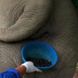 Das meiste дорогой кофе в мире делают из экскрементов слона