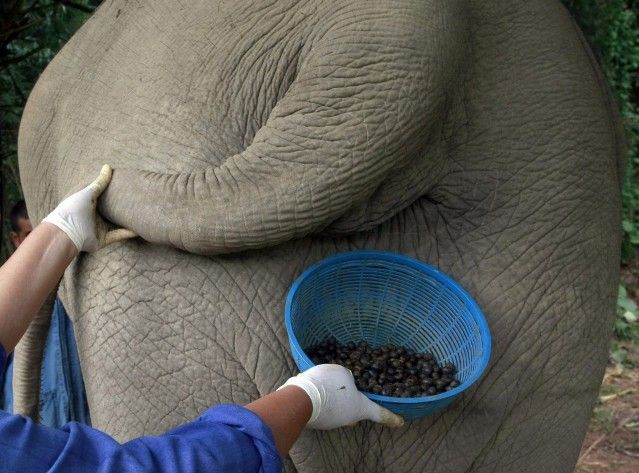 Nejdražší kávy na světě jsou vyrobeny ze slonových exkrementů
