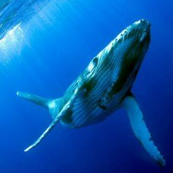 Das meiste одинокий кит в мире