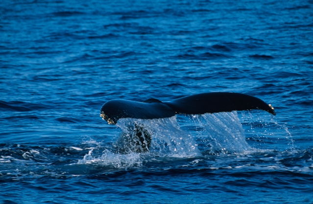 Světová velrybí velryba na světě