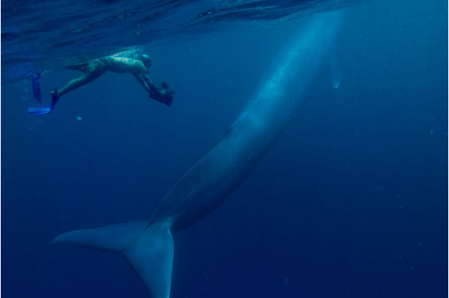 Balena mondială a lumii