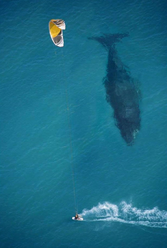 Największy na świecie wieloryb na świecie