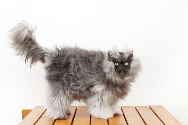 Den mest fluffete katten i verden og andre kjente katter