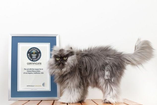 Najbardziej puszysty kot na świecie i inne znane koty