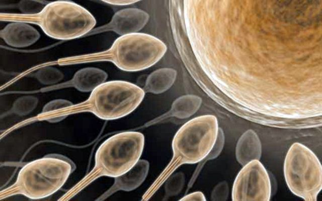 "Înotătorii" sexuali: 7 fapte despre spermatozoizi