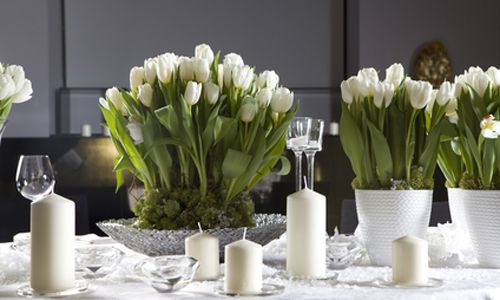 Branco тюльпаны на праздничном столе