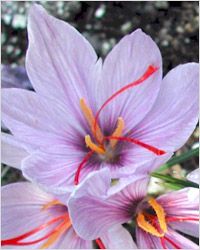 safran – это высушенные рыльца пестиков пурпурного крокуса (Crocus sativus)