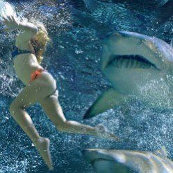 Šokující истории об атаках акул