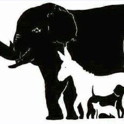 Hvor mange животных вы видите на изображении?