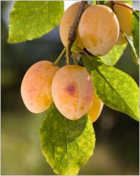Pflaume: ягода или фрукт