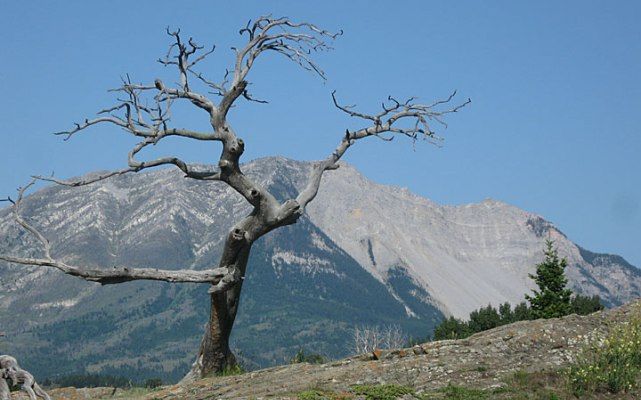 Liste der ungewöhnlichsten Bäume unseres Planeten