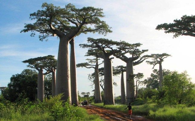 Lista najbardziej niezwykłych drzew naszej planety