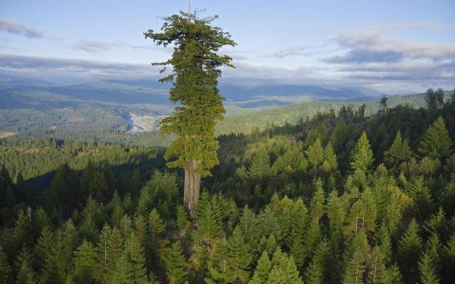 Seznam nejvíce neobvyklých stromů naší planety