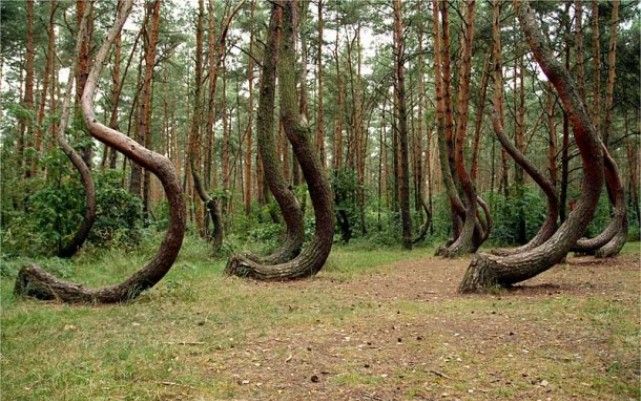 Liste der ungewöhnlichsten Bäume unseres Planeten