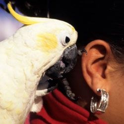 Top 10 говорящих птиц