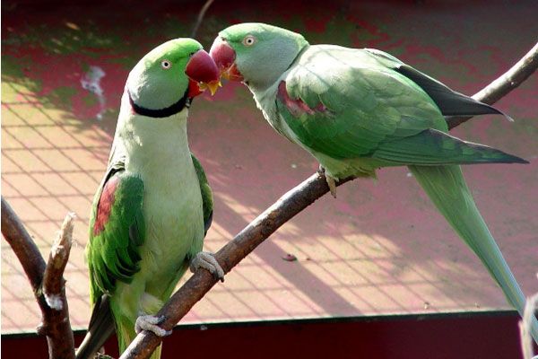 Top 10 mluvících ptáků