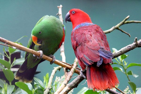 Top 10 sprechende Vögel