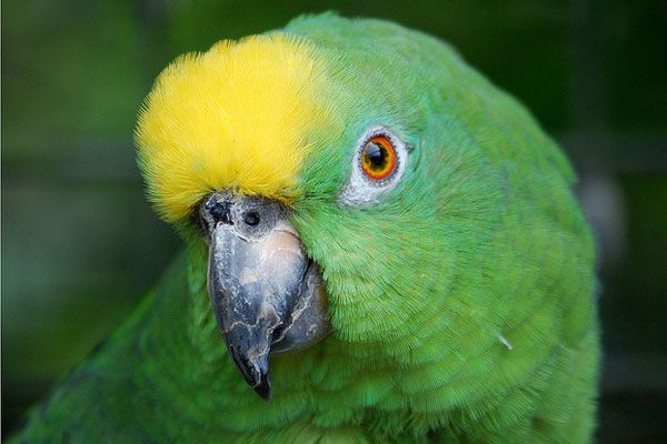 10 najlepszych ptaków rozmownych